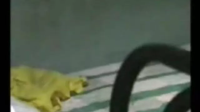 जोड़ी पश्चिम सेक्सी इंग्लिश मूवी पिक्चर काम पर मुश्किल है (720p)